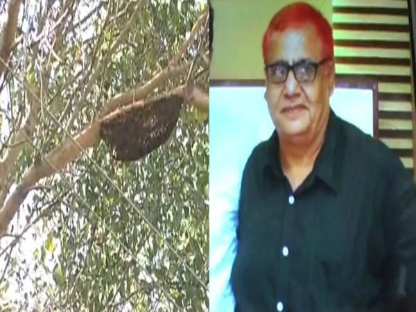 honey bee attack in Kanpur, one death and more then 1 dozen injured honey bee attack in Kanpur, one death and more then 1 dozen injured