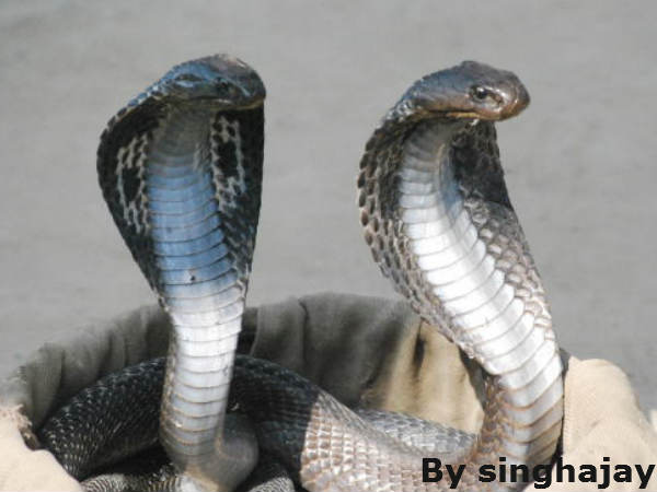 काले नाग का संबंध सम्मान से है...
