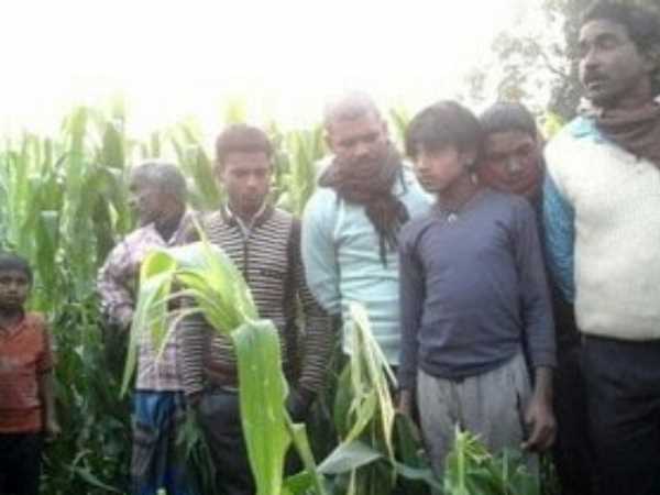 मक्के के खेत में हुआ क्राइम