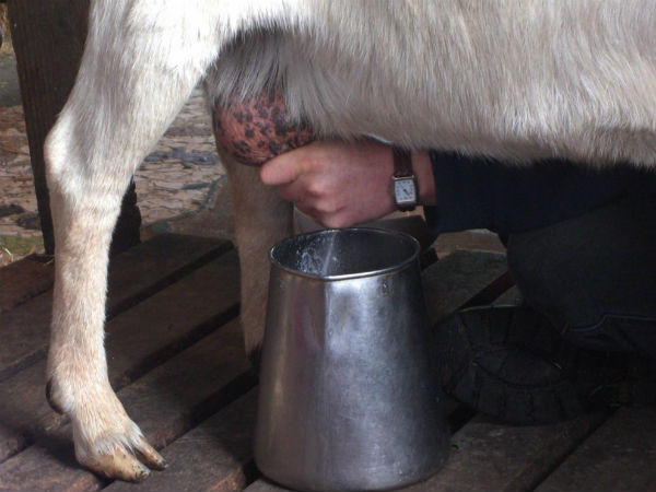 1 गाय और 1 एकड़ जमीन से हर माह 50 हजार कमाएं