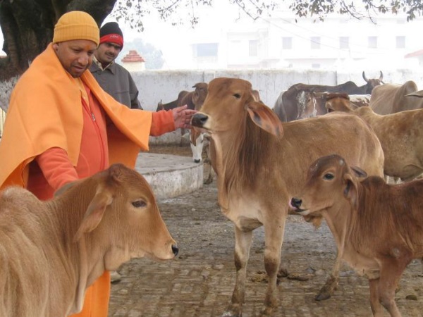 cow cow