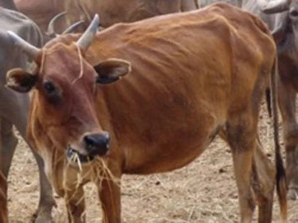 डॉक्टर भी अचंभित