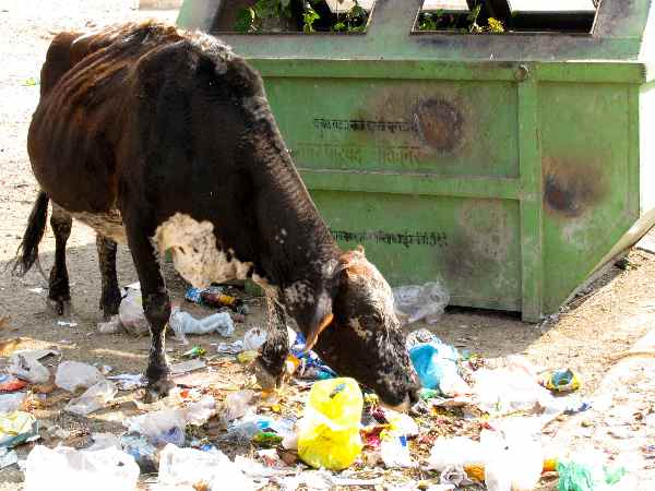 गाय के मालिक ने बताया क्या थी दिक्कत