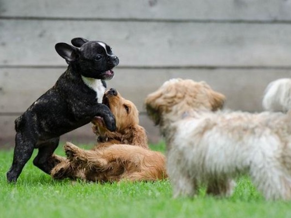 pups pups