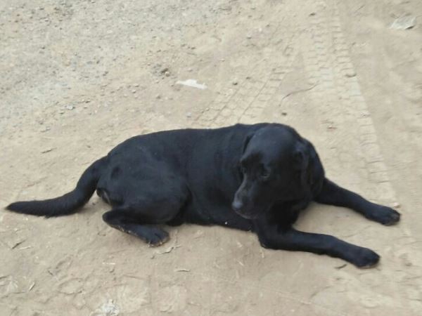 family will give 10000 rupees and a I phone who will search his lost dog varanasi family will give 10000 rupees and a I phone who will search his lost dog varanasi