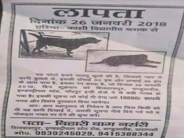 family will give 10000 rupees and a I phone who will search his lost dog varanasi family will give 10000 rupees and a I phone who will search his lost dog varanasi