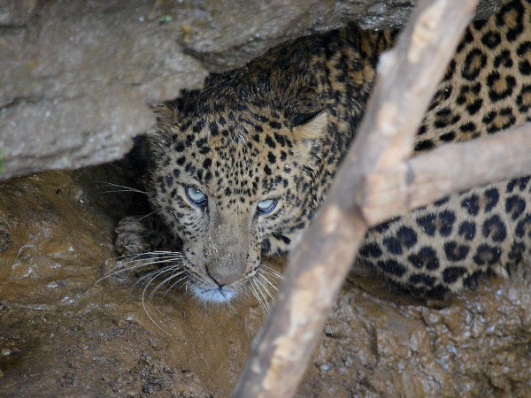 leopard leopard