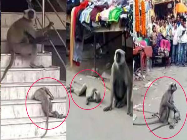 patna monkey seen crying on her childs death patna monkey seen crying on her childs death