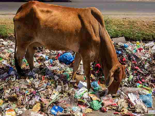 recover 75 kg polythene from cow stomach in patna recover 75 kg polythene from cow stomach in patna
