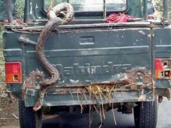 Fight of python with dogs in Bihar Fight of python with dogs in Bihar
