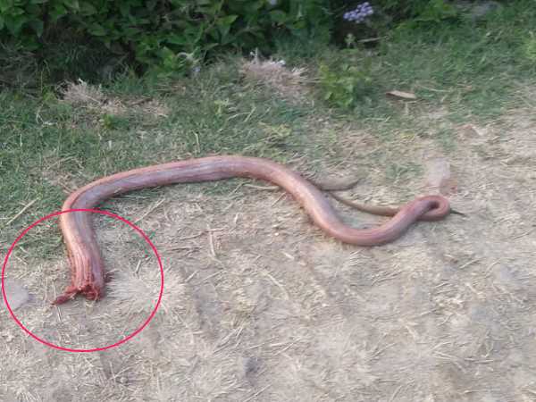 प्रतिरोधक क्षमता ज्यादा थी, जिससे बच गया किसान