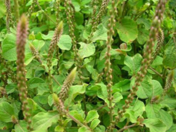 वाक् सिद्धि के लिए