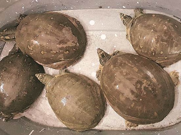 turtles turtles