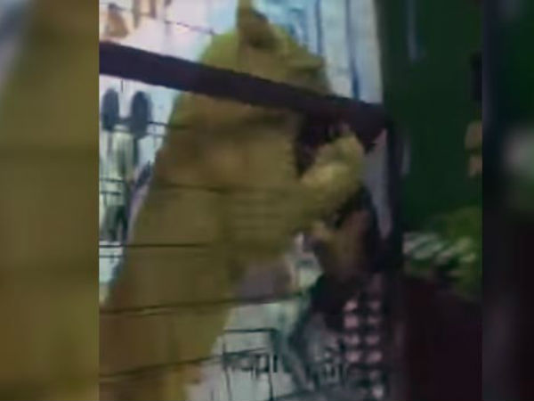 Watch: Children Were Allowed Into A Lion's Cage. Then, A Girl Was Attacked Watch: Children Were Allowed Into A Lion's Cage. Then, A Girl Was Attacked
