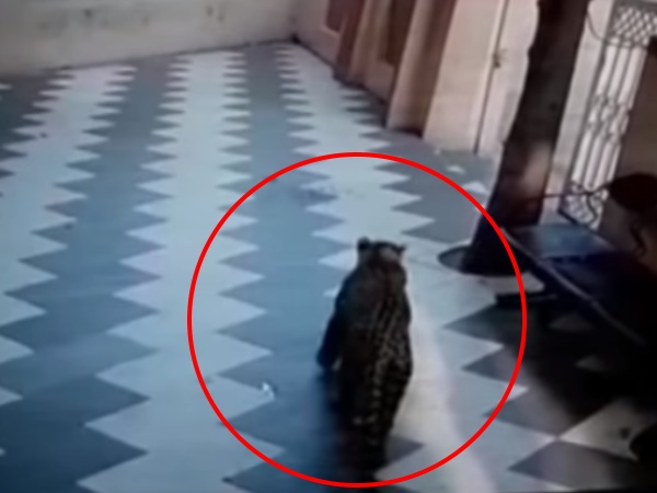 Leopard Leopard