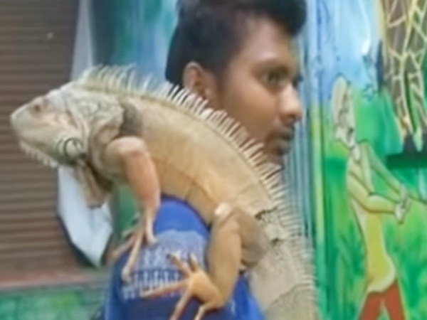 Reptile Reptile