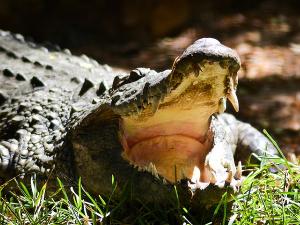 Crocodile Crocodile