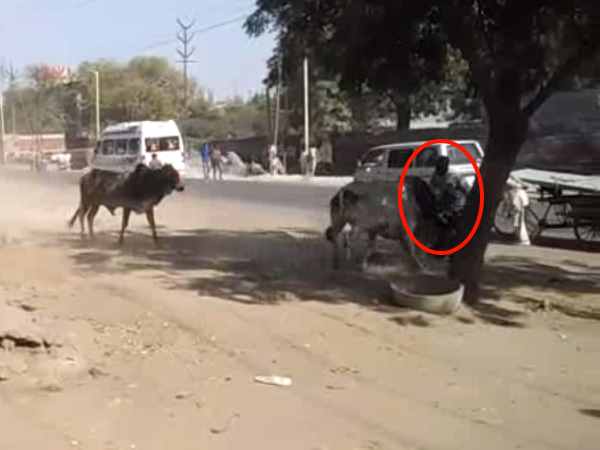 Life of a young man in Agra battle two bulls Life of a young man in Agra battle two bulls