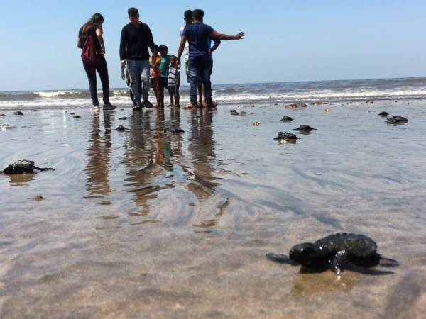 Mumbai Versova beach Olive Ridley turtle Egg shells found after 20 years Mumbai Versova beach Olive Ridley turtle Egg shells found after 20 years