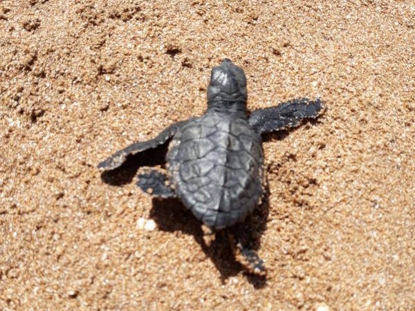 Mumbai Versova beach Olive Ridley turtle Egg shells found after 20 years Mumbai Versova beach Olive Ridley turtle Egg shells found after 20 years