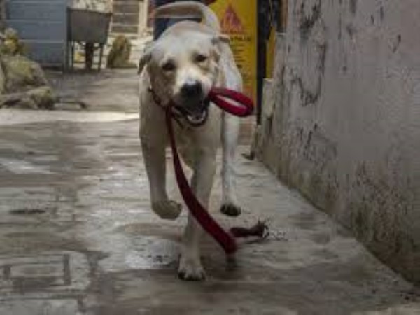 dog dog