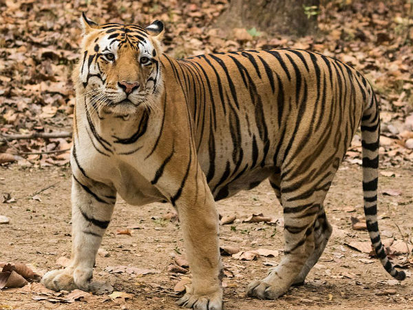 बाघ के इस सफर में ट्रेन में पशु चिकित्सक साथ होंगे