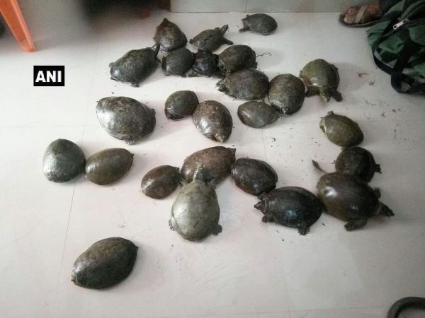 बिहार के गया जंक्शन रेलवे स्टेशन से 25 जिंदा कछुए बरामद बिहार के गया जंक्शन रेलवे स्टेशन से 25 जिंदा कछुए बरामद