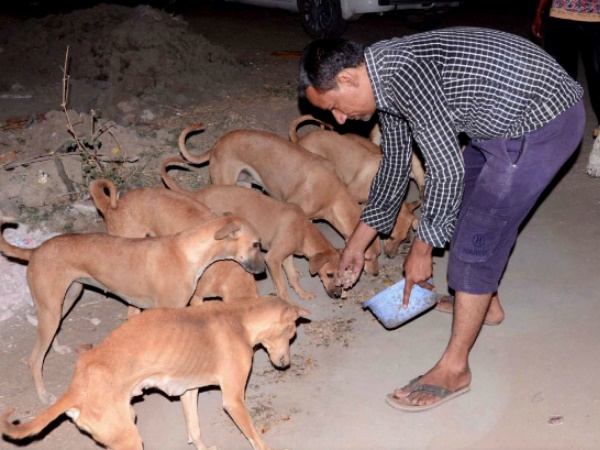Dogs Dogs