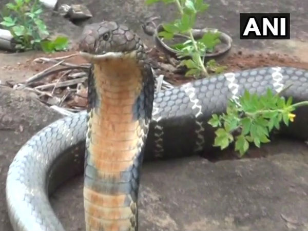 17 feet cobra rescued and then released into the forest Odishas Mayurbanj 17 feet cobra rescued and then released into the forest Odishas Mayurbanj