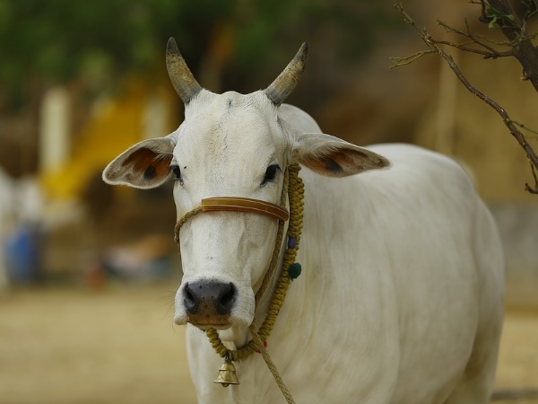 Cow Cow