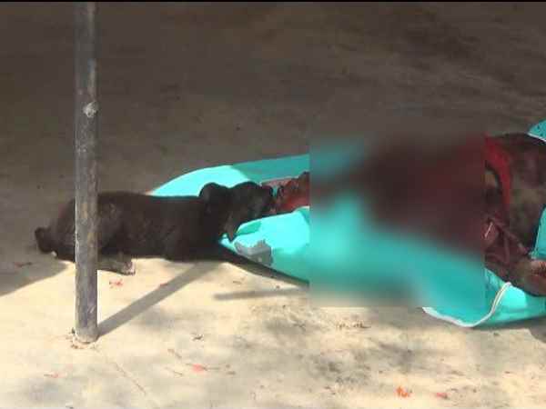 dog chew dead body taken for postmortem dog chew dead body taken for postmortem