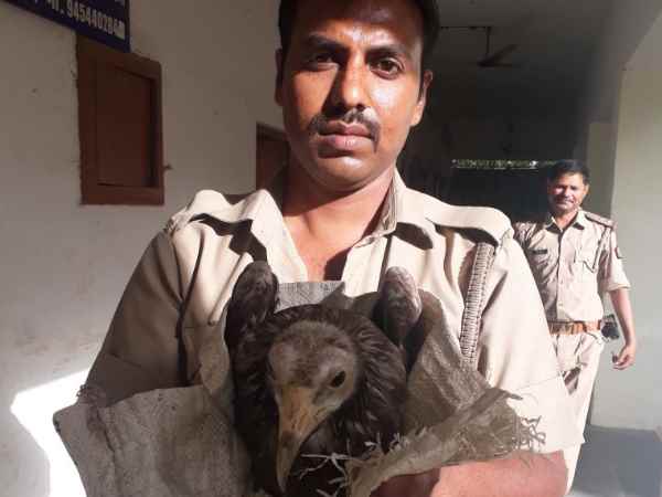 Bizarre bird found in Allahabad Bizarre bird found in Allahabad