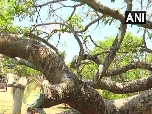 बरगद को बचाने की कोशिश जारी