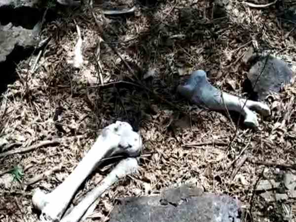 human skeleton found in pune nasik mahamarg doubt of loot then murder human skeleton found in pune nasik mahamarg doubt of loot then murder