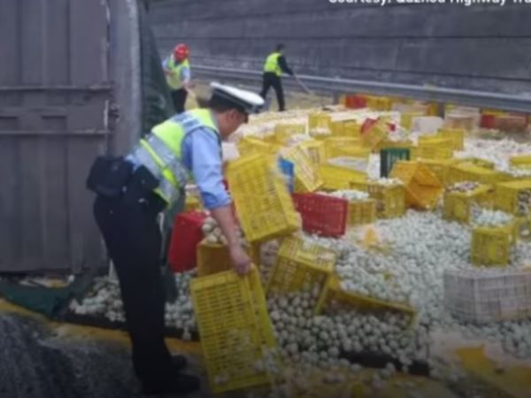 Video china 1 Lakh Eggs Crack Open On Highway After Truck Flips Over Video china 1 Lakh Eggs Crack Open On Highway After Truck Flips Over