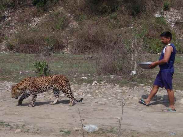 A man helped a leopard, gave him water and bath in Dehradun A man helped a leopard, gave him water and bath in Dehradun