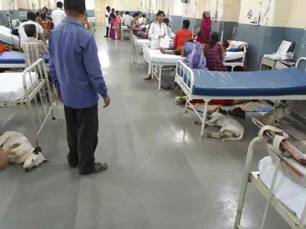 Photo of dogs in BHU hospital viral on social media Photo of dogs in BHU hospital viral on social media
