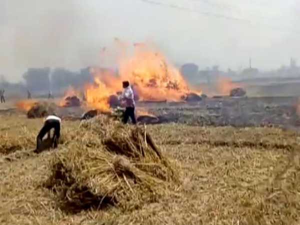 Wheat crop caught fire after high tension line fell in Mau Wheat crop caught fire after high tension line fell in Mau