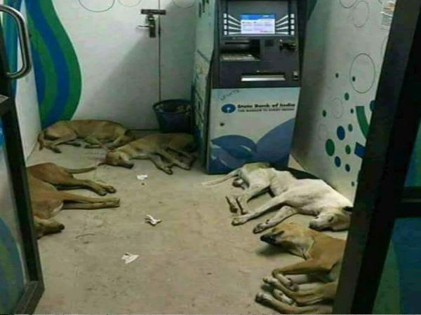 varanasi cashless atm are the new house of dogs varanasi cashless atm are the new house of dogs