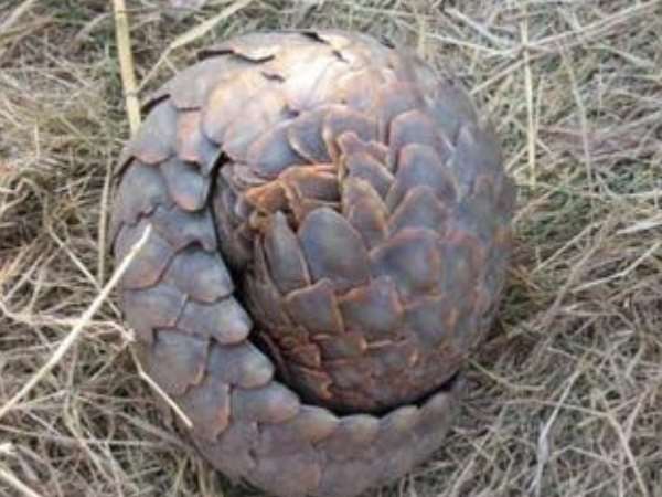 इंटरपोल की सूचना पर पकड़ी गई पैंगोलिन की तस्करी