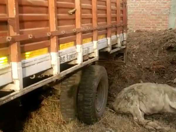Cow smugglers tried to hit policemen in Sambhal Cow smugglers tried to hit policemen in Sambhal
