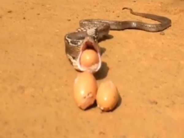 VIDEO Cobra Throws Up 7 Eggs In Kerala VIDEO Cobra Throws Up 7 Eggs In Kerala