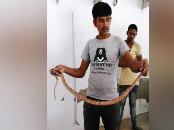Distressed 5-Foot Snake Found In Noida Residential Building Distressed 5-Foot Snake Found In Noida Residential Building