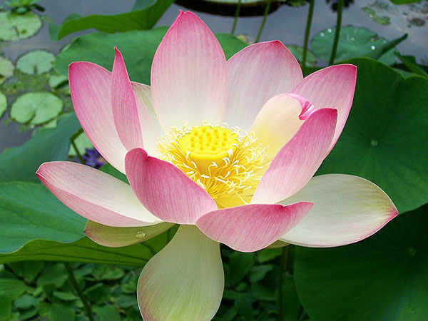 शुक्रवार-शनिवार को कौन सा फूल भगवान को अर्पित करें