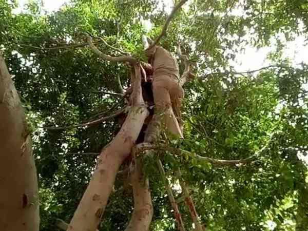 A woman climbed on tree in Mathura after officers ignored her A woman climbed on tree in Mathura after officers ignored her