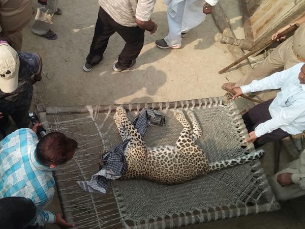 सात घंटे तक तेंदुए का आतंक