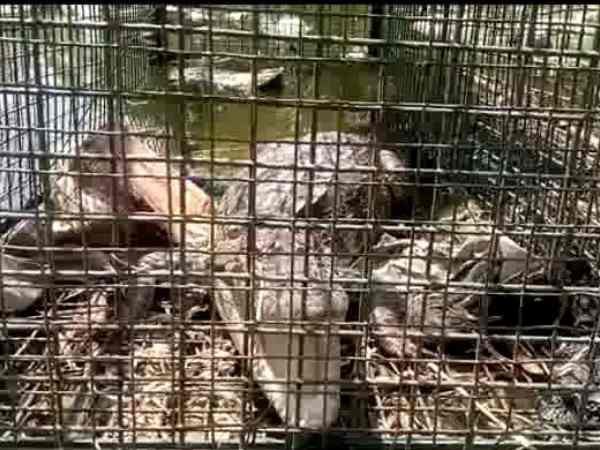 Crocodile caught in pond of Agra Crocodile caught in pond of Agra