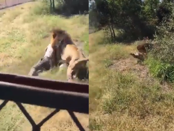 Lion Attack Lion Attack