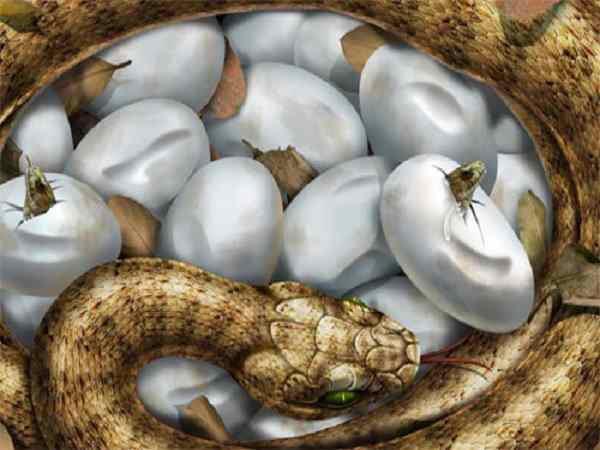 Odisha Family Finds Venomous Cobra At Home, filmed laying 23 eggs. Odisha Family Finds Venomous Cobra At Home, filmed laying 23 eggs.