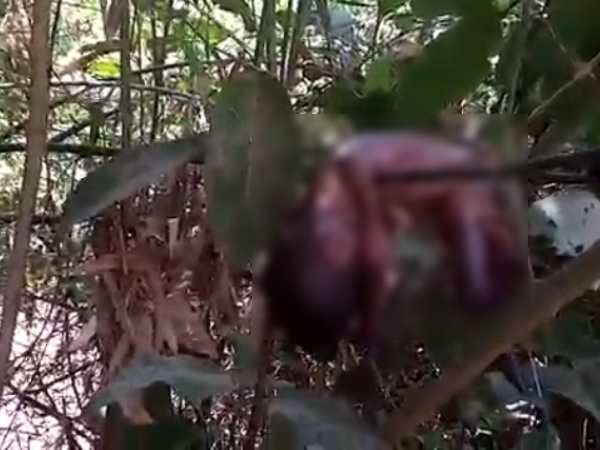 An infants body found in forest in Sultanpur An infants body found in forest in Sultanpur